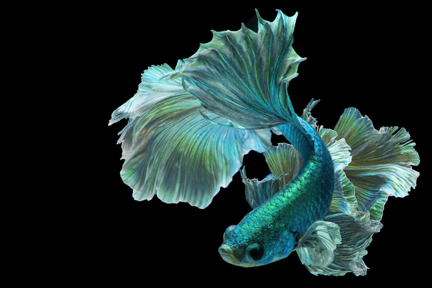 7 Green Freshwater Fish Perfect for Your Aquarium - AZ Animals