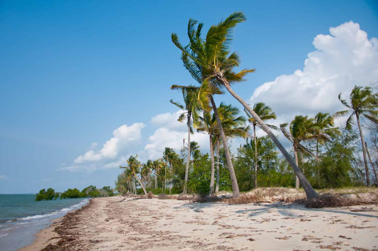 coconut palms on the beach in the indian ocean - saadani national park in tanzania