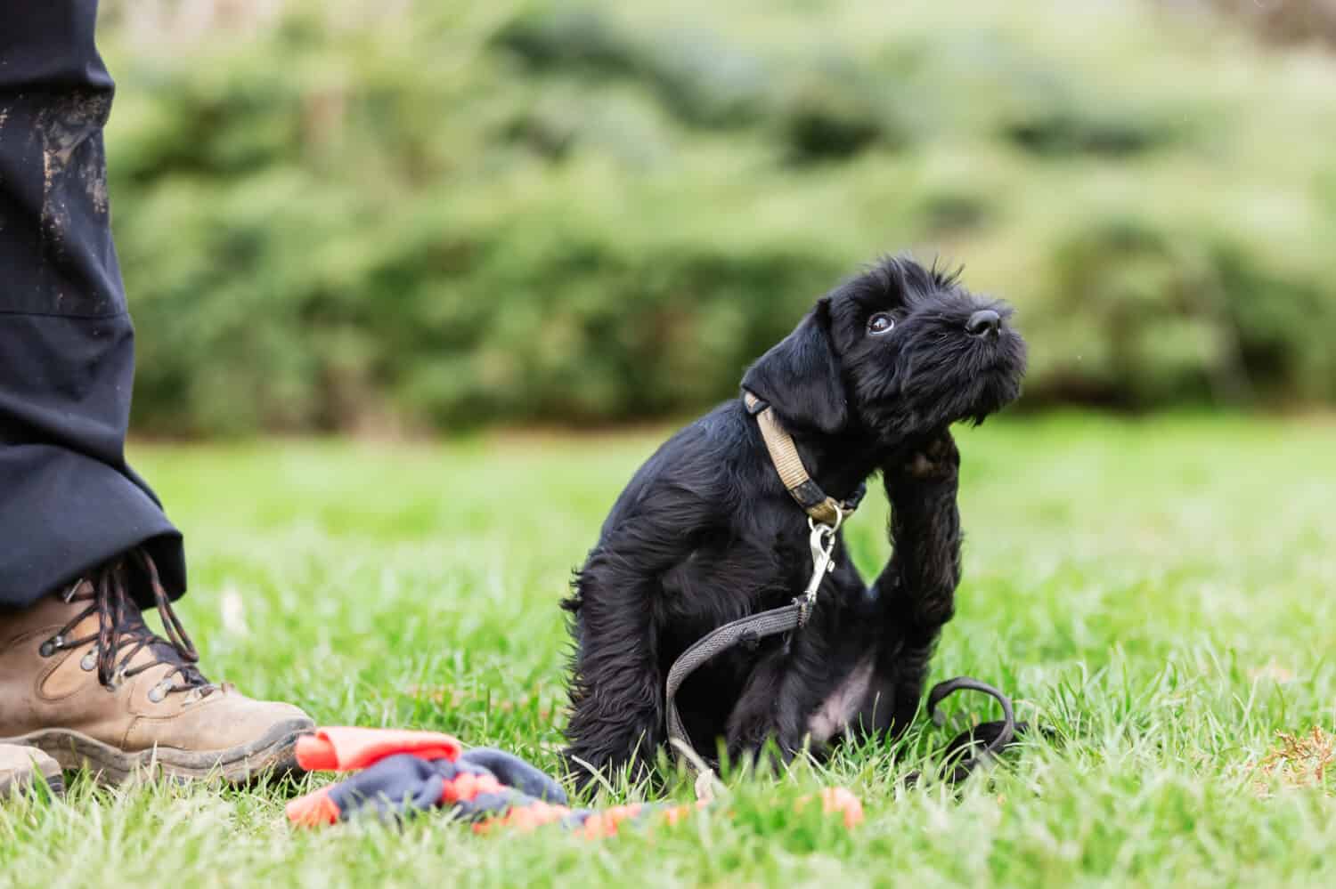 person trains with a standard schnauzer puppy on a dog training field