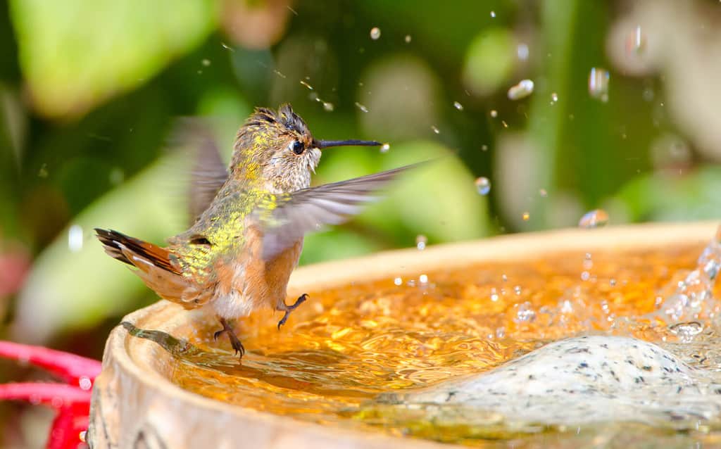 Rufous Hummingbird dancing in the bird bath