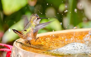 8 Things Scaring Hummingbirds Away From Your Yard Picture