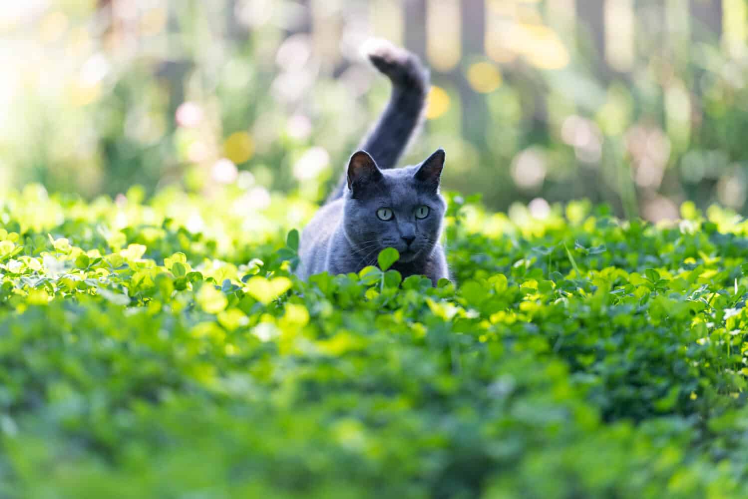 Cat Walking in Clover Plant with White Flowers