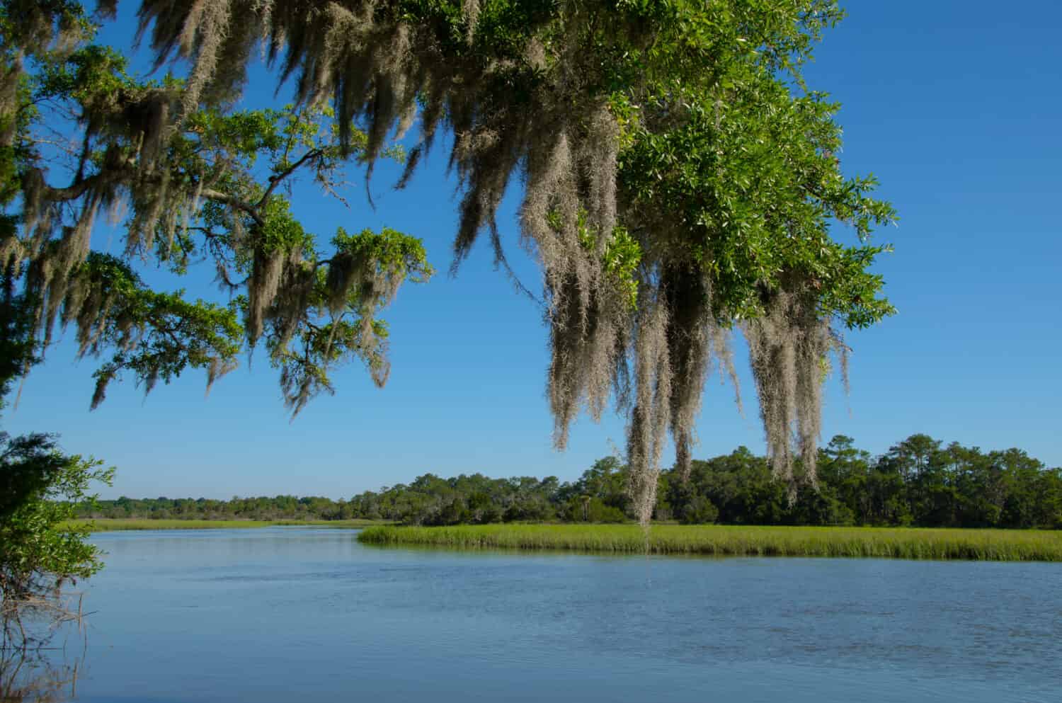 Moss draped Live Oak over the Edisto River at Botany Bay Plantation in South Carolina