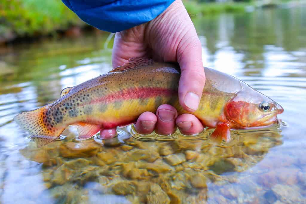 Wild Californian golden trout caught in a remote high elevation lake in Idaho