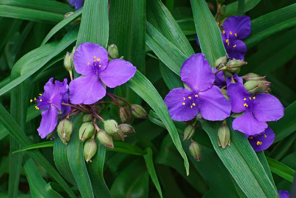 Virginia spiderwort flowers