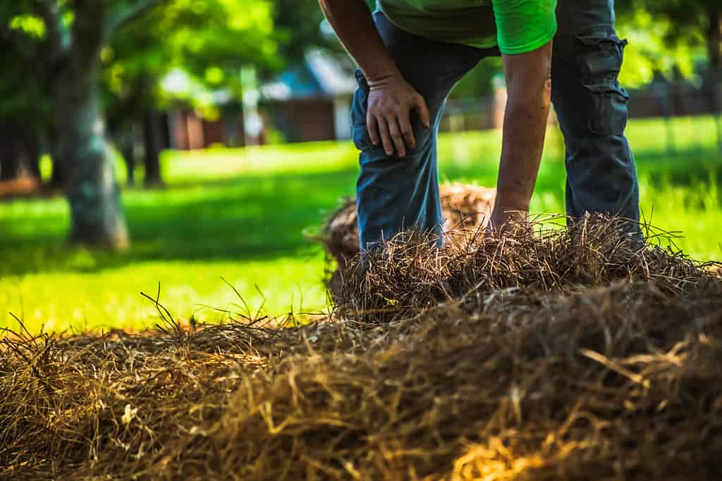 A landscape worker laying out new pine straw in a flower bed