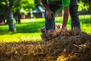 8 Reasons to Buy Pine Straw For Your Yard Picture