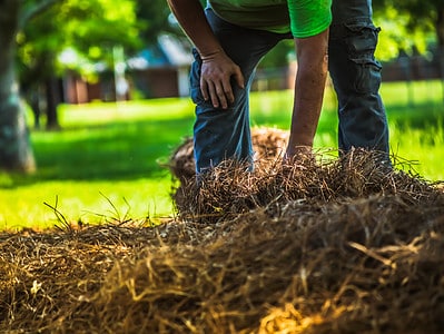 A 7 Reasons to Never Lay Pine Straw In Your Yard