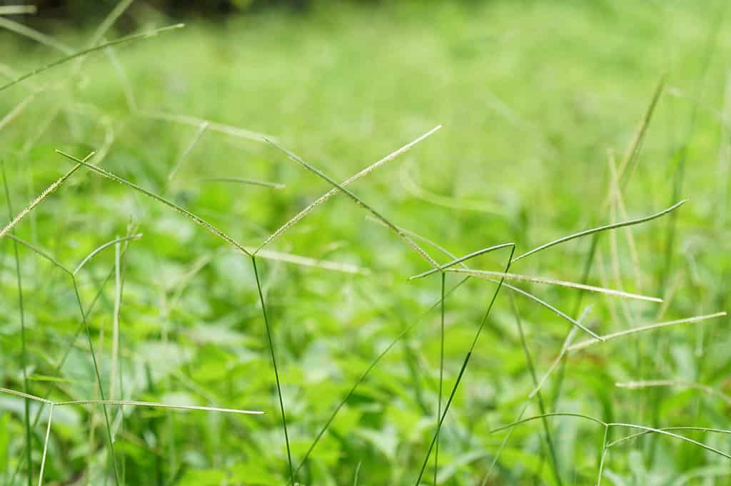 Paspalum vaginatum, Commonly known as bahiagrasses, crowngrasses or dallis grasses