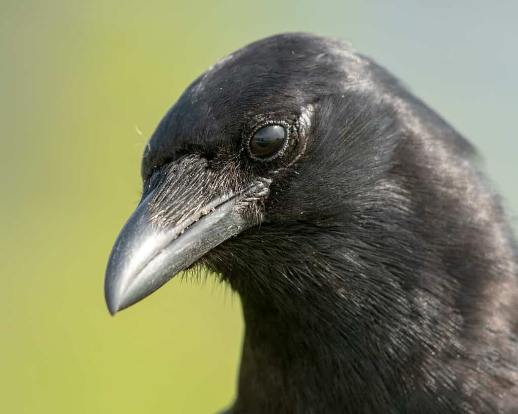 Fish Crow Portrait with Green Background