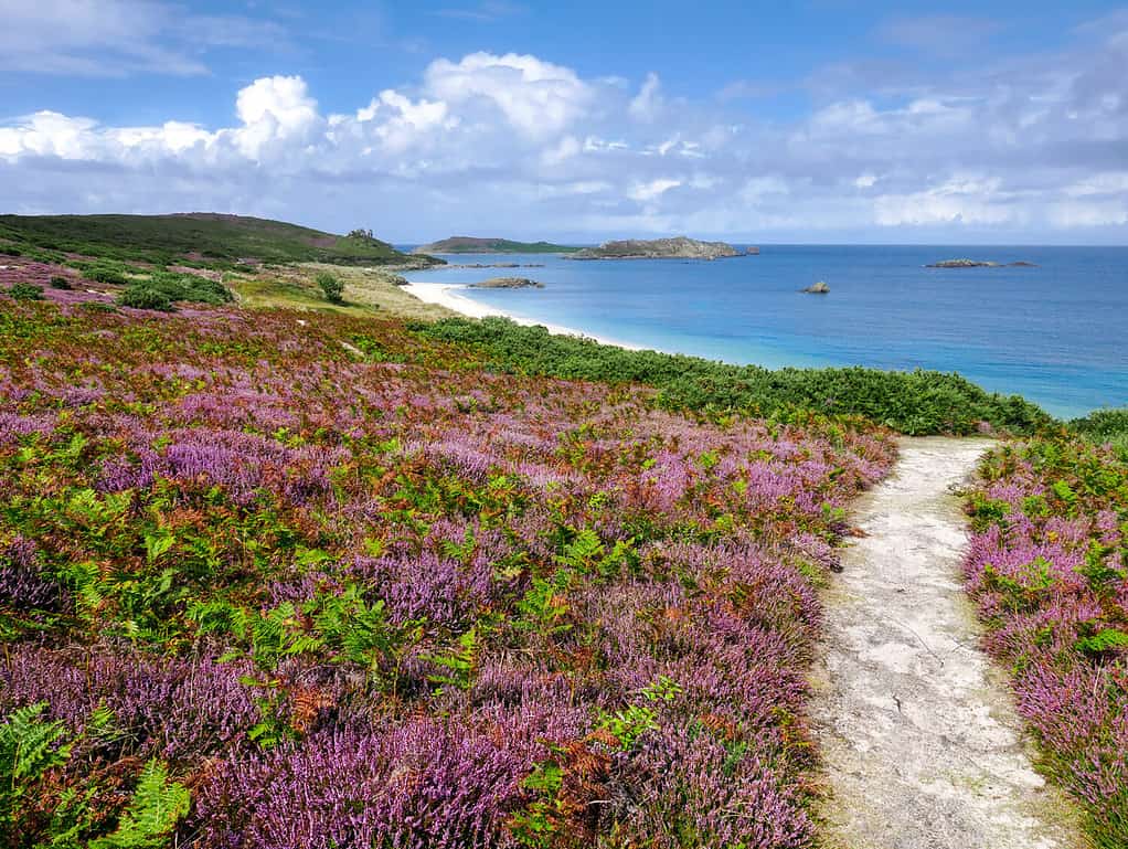 Pathway to Great Bay on the Island of St Martin's. Part of the Isles Of Scilly, the most south westerly part of England. August 2019.