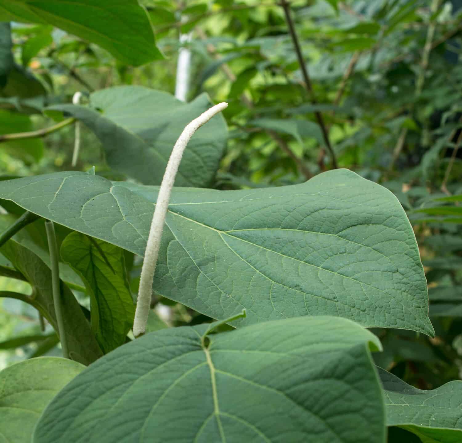 Great Leaves of false kava