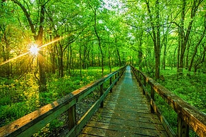 The Top 10 Must-Visit Hiking Trails in Mississippi Picture