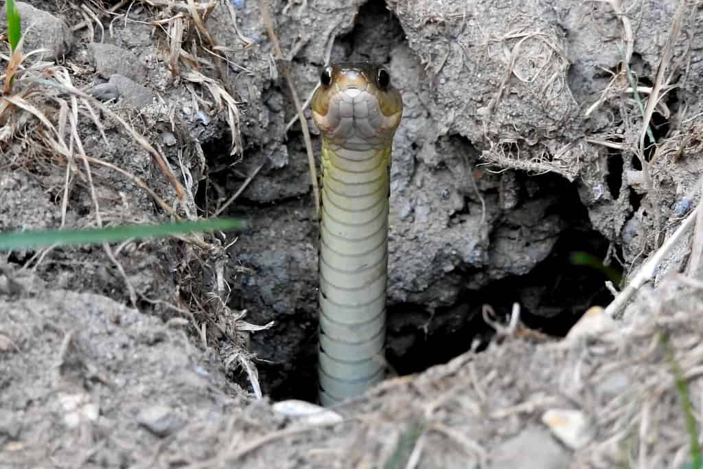 Small gartner snake peaking out of its hole