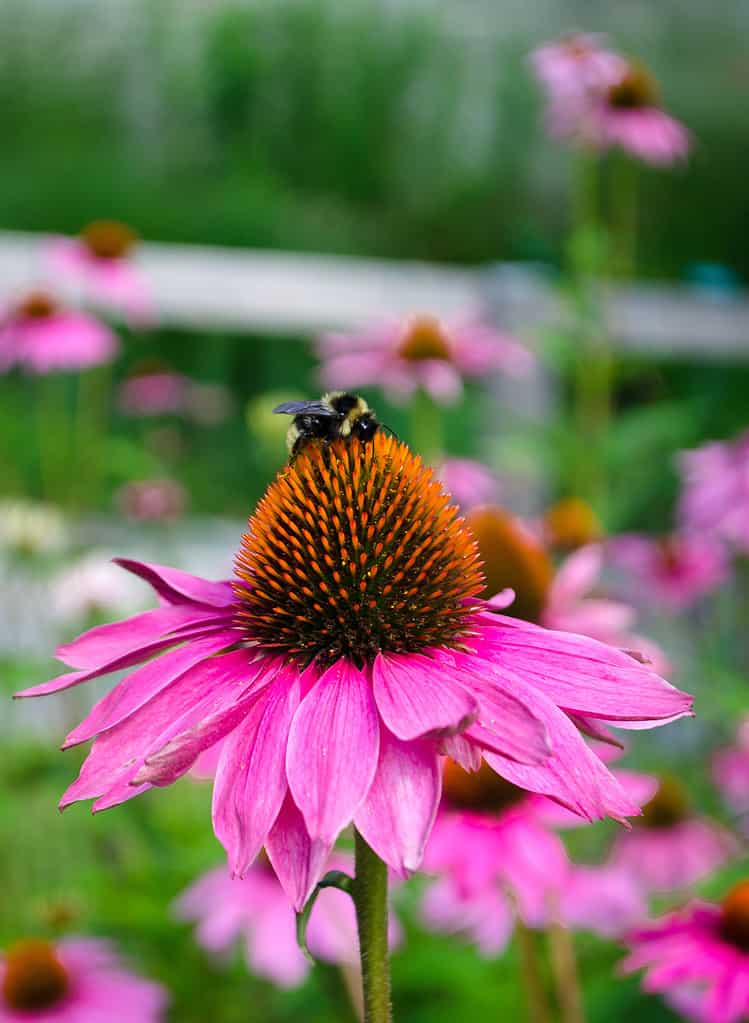 Tennessee Purple Coneflower with bumble bee