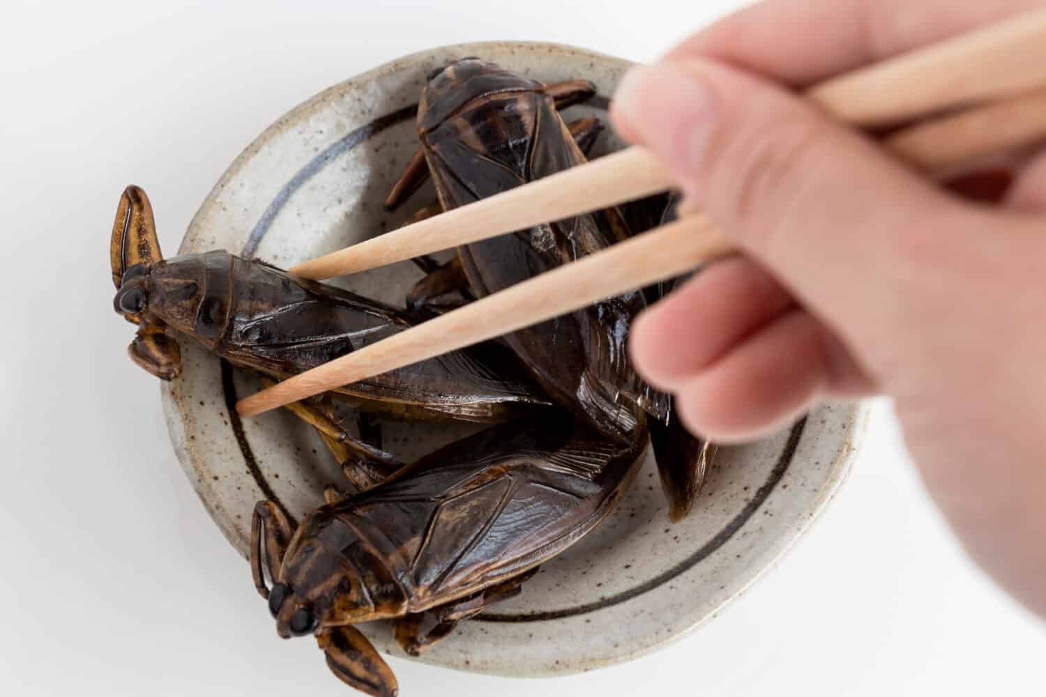 Food Insects: Woman hand holding Giant Water Bug is edible insect for eating as food Insects deep-fried crispy snack with chopsticks on plate, it is good source of protein. Entomophagy concept.