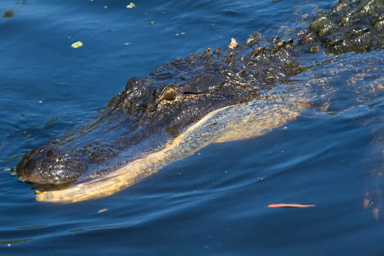 Large american alligator swimming with its mouth open. Shot in Atchafalaya Basin in Southern Louisiana.