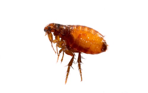 Fleas on a white background close-up. Destruction of parasites in pets. Treatment of premises with insecticides.