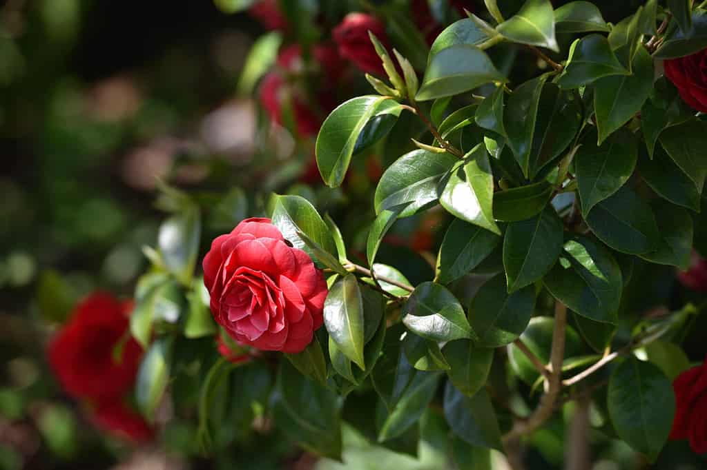 Beautiful red Middlemist camellia flower growing in the garden. Red Middlemist Camellia Flower Like a Rose