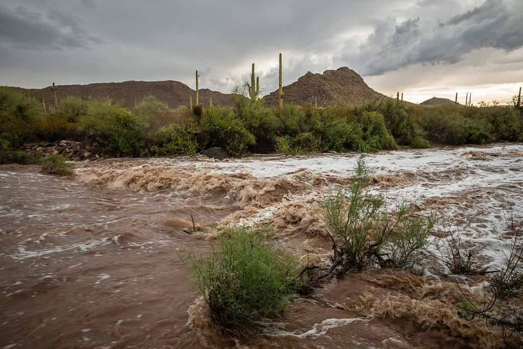 Flash flooding on a desert arroyo after a strong Monsoon Season thunderstorm in Organ Pipe Cactus National Monument, Pima County, Arizona, USA