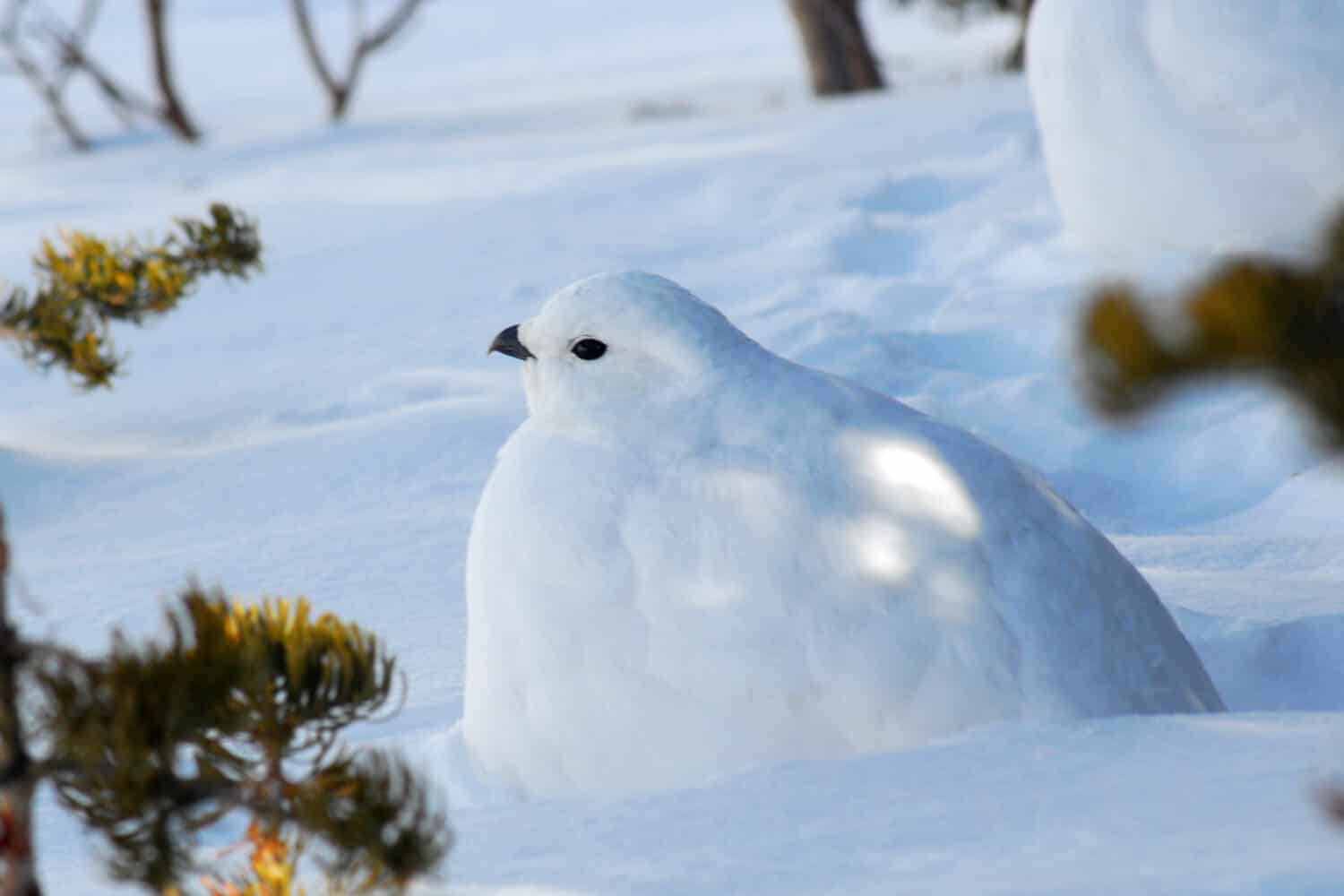 A White-tailed Ptarmigan hides against the snow with its all white winter plumage. 