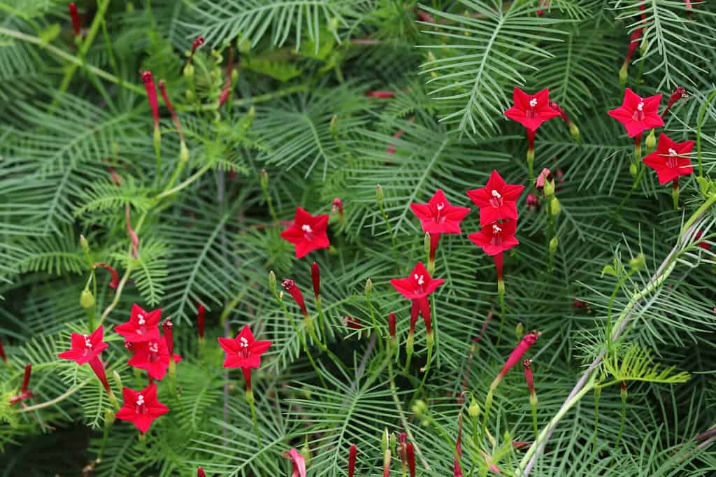 Cypress vines are a symbol of love's mortality.