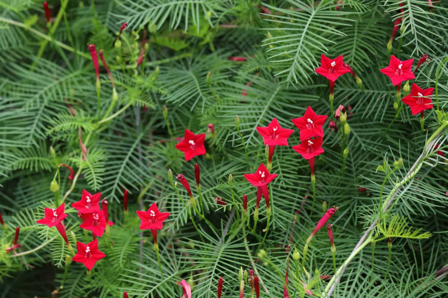 Beautiful Red Cypress Vine Flower or Ipomoea quamoclit Flower