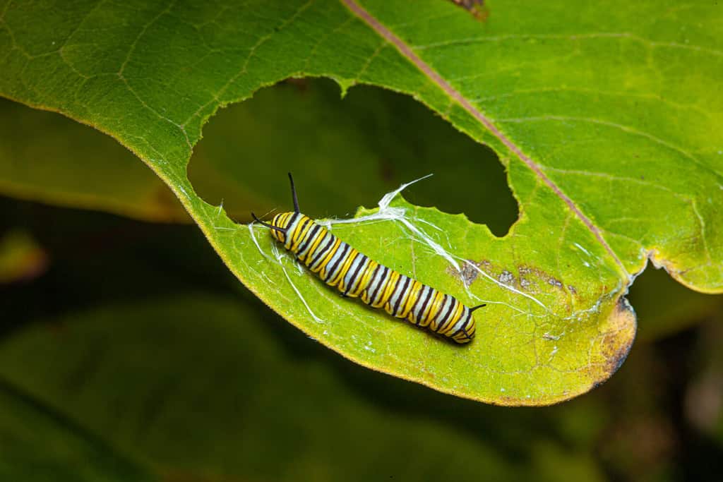 monarch butterfly caterpillar on a green leaf with a partially eaten leaf