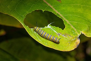 9 Caterpillars Found in Michigan Picture