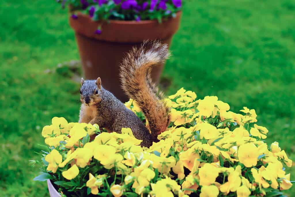 Little squirrel in flower pot