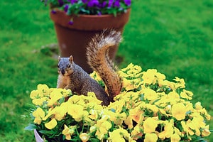 Discover the Best Homemade Squirrel Repellents  Picture