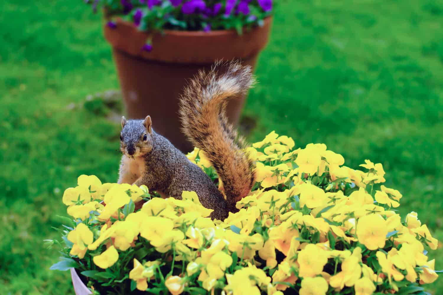 Little squirrel in flower pot