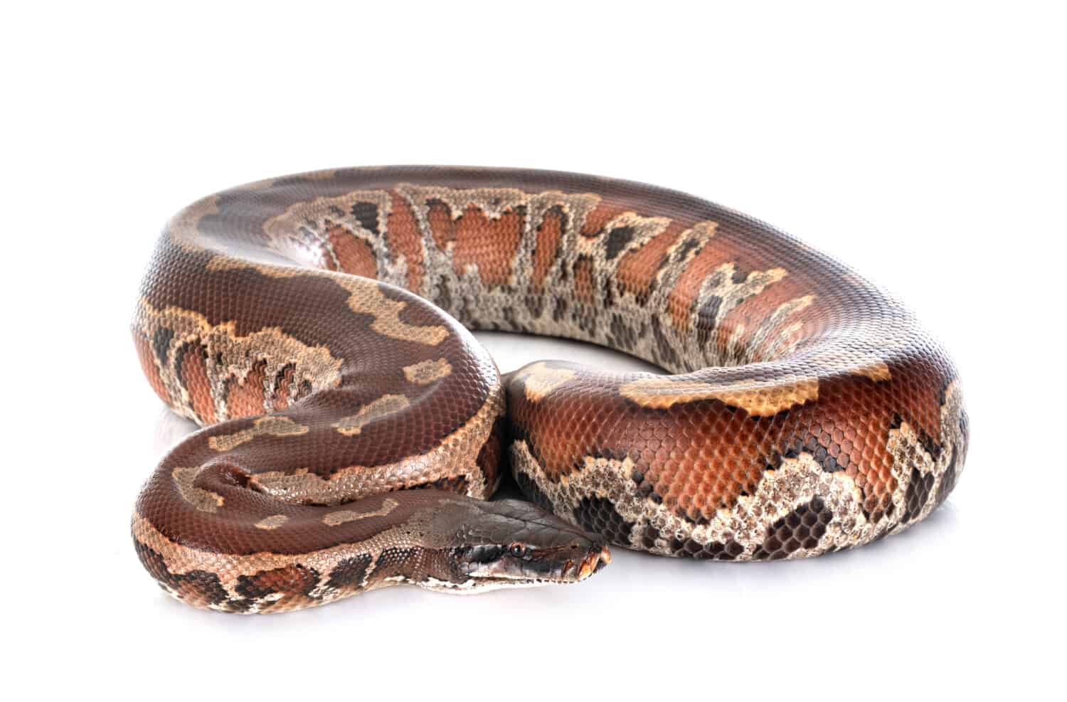 Python brongersmai in front of white background