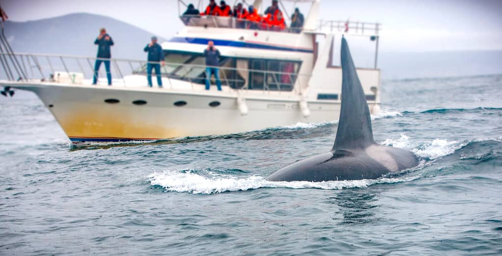 Watch in Awe as Killer Whales Leap Out of the Water in the Wake of a ...