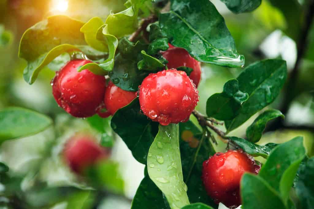 Fresh organic Acerola cherry.Thai or Acerola cherries fruit on the tree with water drop, high vitamin C and antioxidant fruits.