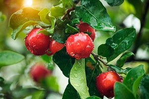 The 15 Best Fruit Trees That Grow in Virginia Picture