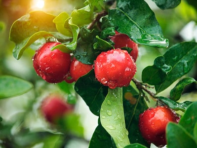 A The 15 Best Fruit Trees That Grow in Virginia