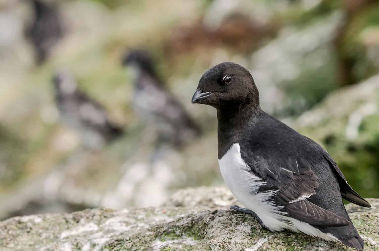 Dovekie (Alle alle) at Least Auklet colony, St. George Island, Alaska, USA