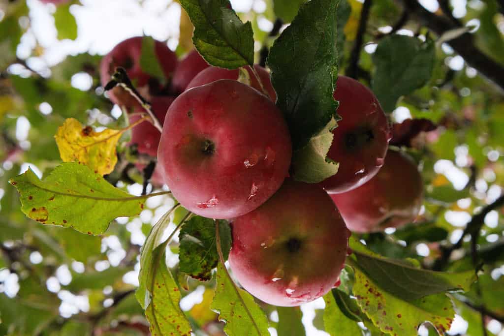 Dark red ripe Apples with water droplets from the rain, hanging on a branch with green foliage