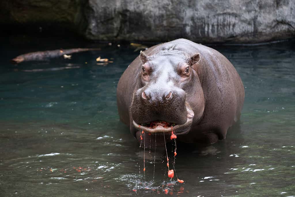 Hippopotamus chewing on a watermelon with pieces and juice dripping down into the water.