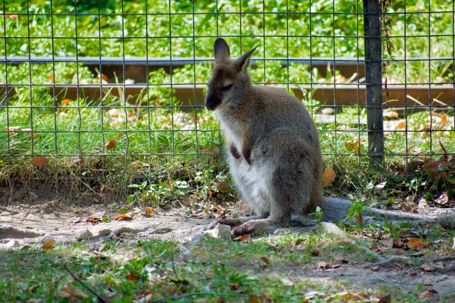 Female Wallaroo sitting by fence in zoo