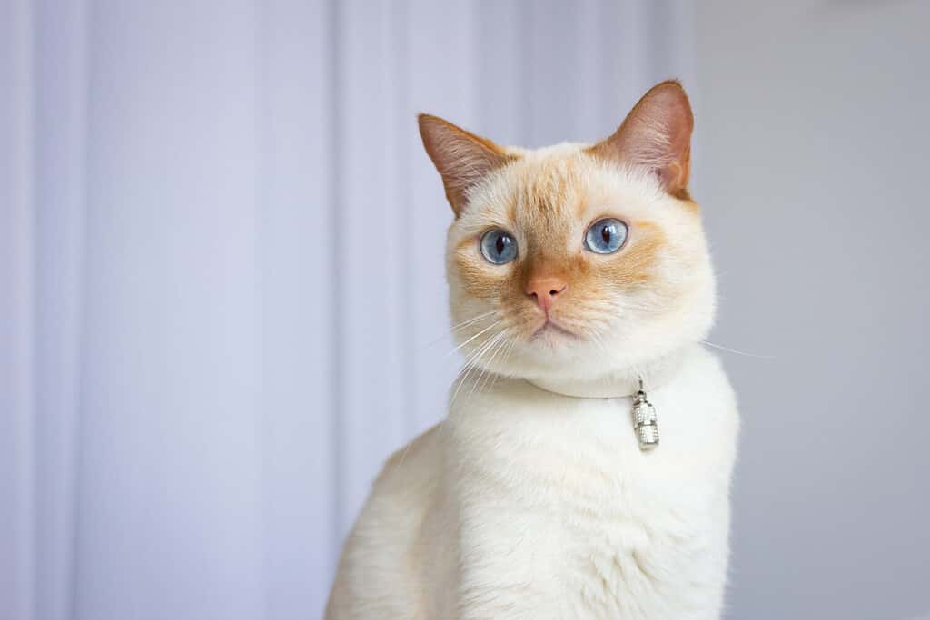 Portrait of thai (siamese) domestic cat red point with red ears and nose and blue eyes. Close up. Place for text.