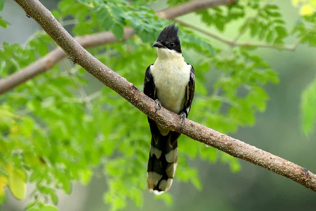 Jacobin cuckoo (Clamator jacobinus) is summer visitor bird and it is found in Africa and Asia Continent. This photos was taken at Tarahara village of Eastern NEPAL