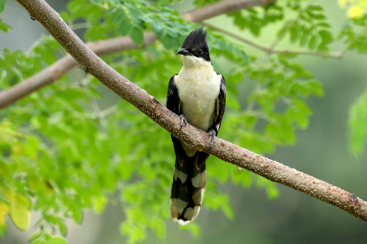 Jacobin cuckoo (Clamator jacobinus)