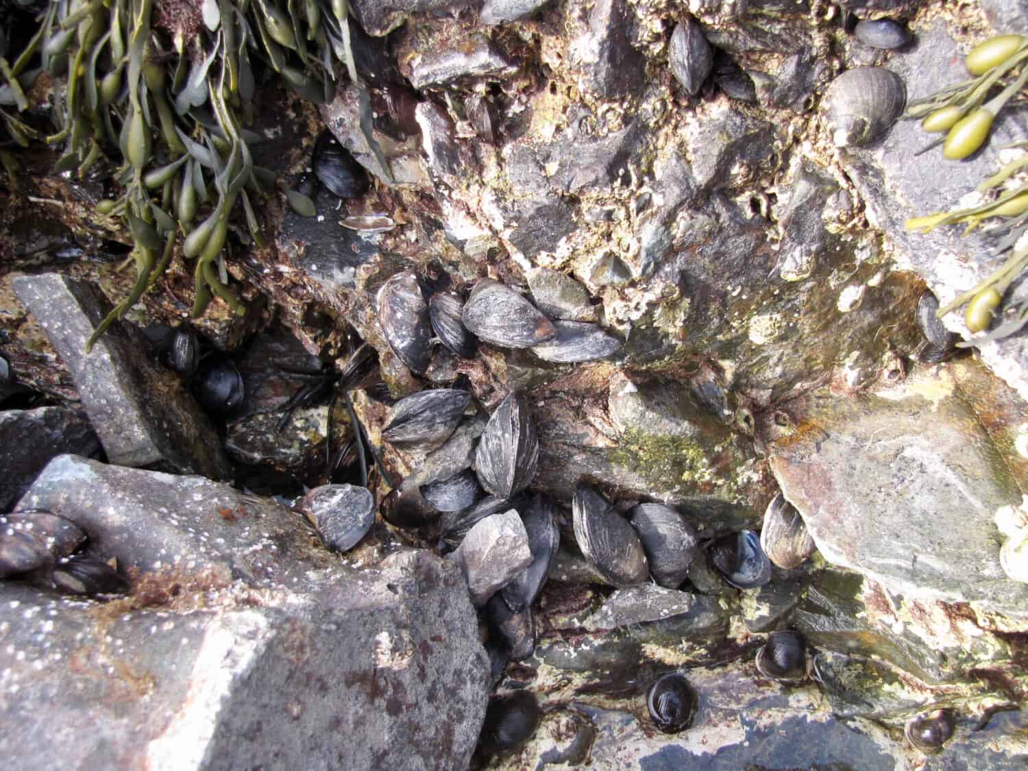 Seaweed, periwinkles, mussels, and barnacles.