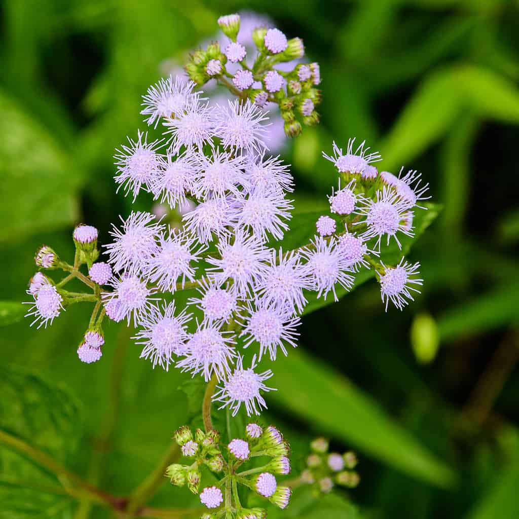 Blue Mistflower plant in bloom