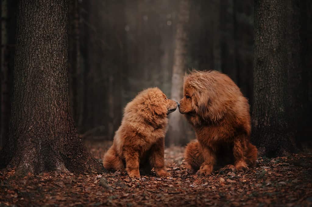 Two Tibetan mastiff siting in the foliage in the autumn forest