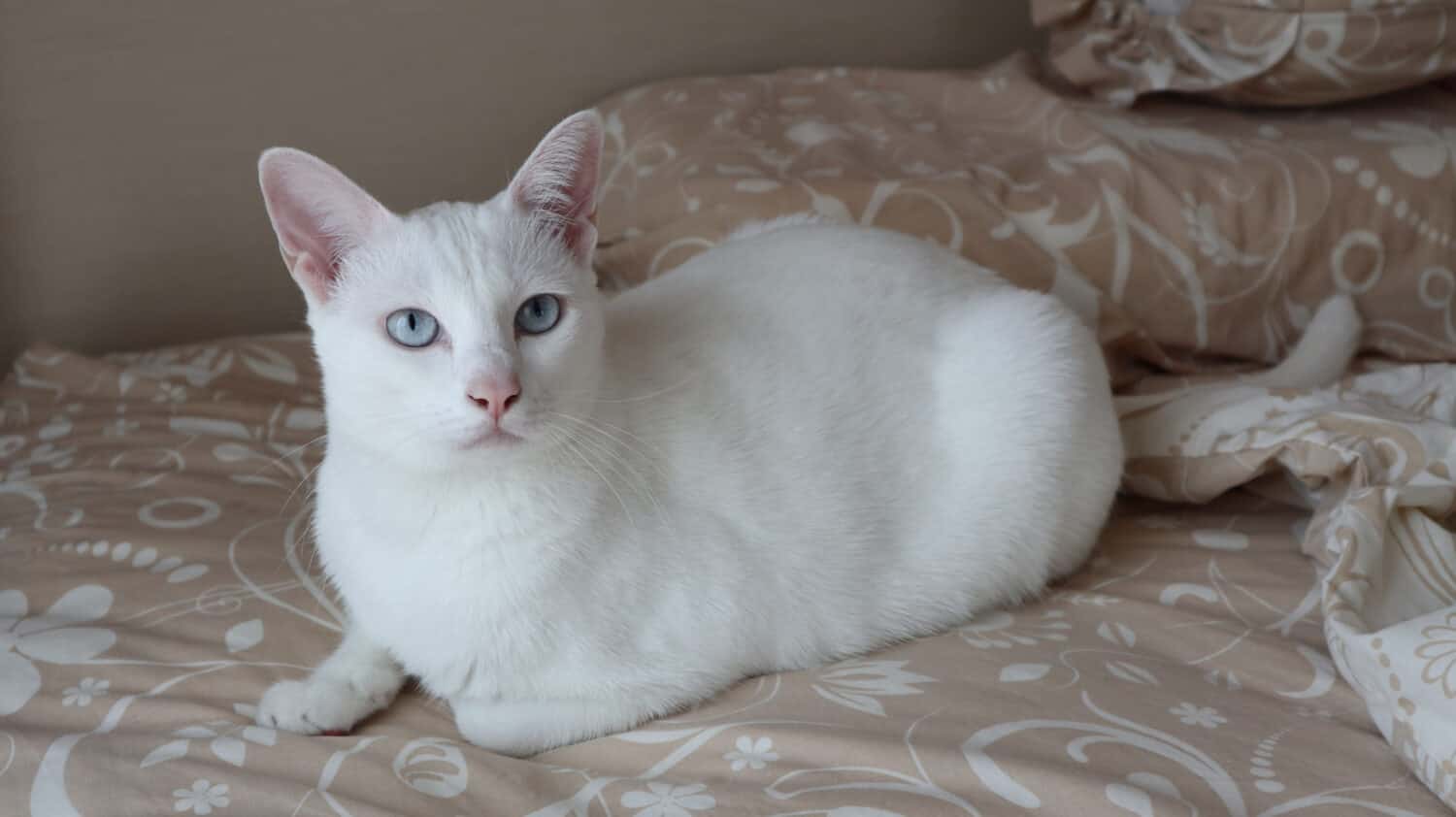 white and grey siamese cat