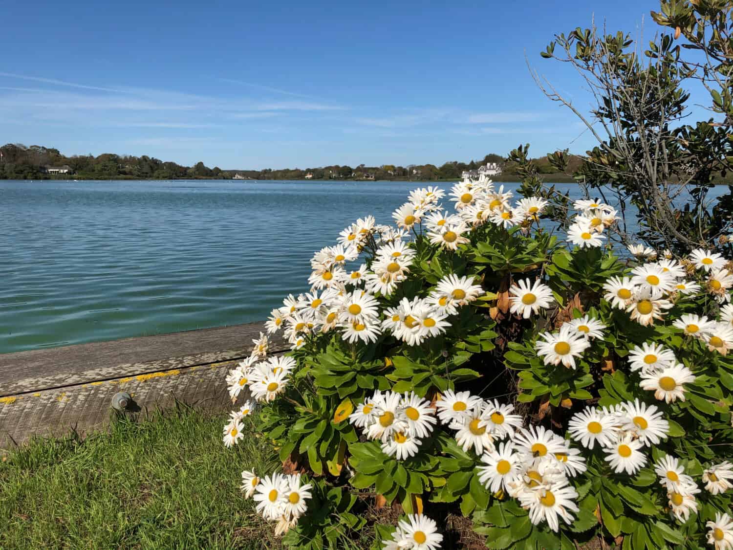 Montauk daisies in bloom on the shore of Agawam Lake in Southampton, Long Island, NY.