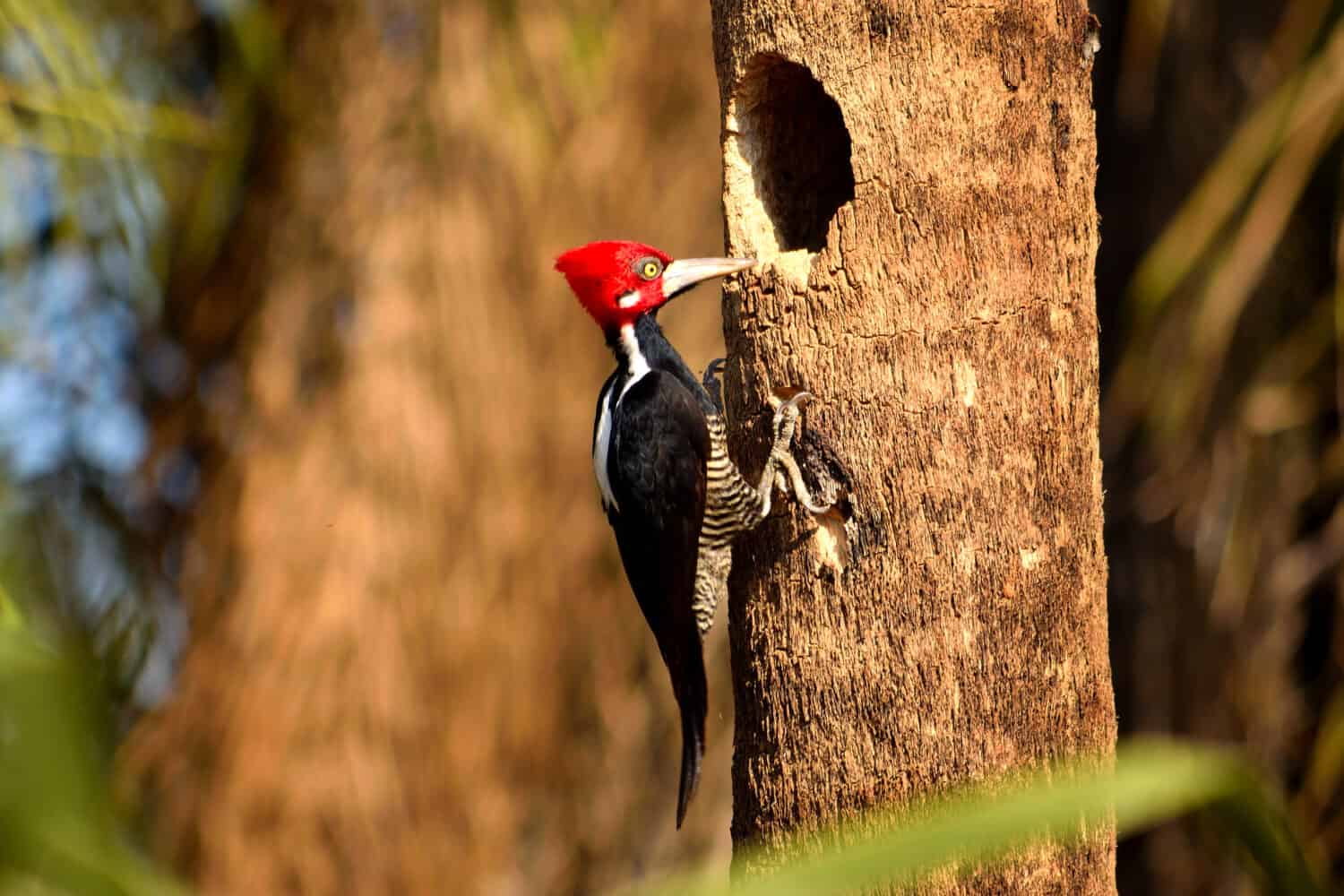 Crimson-crested Woodpecker in Pantanal, Brazil.